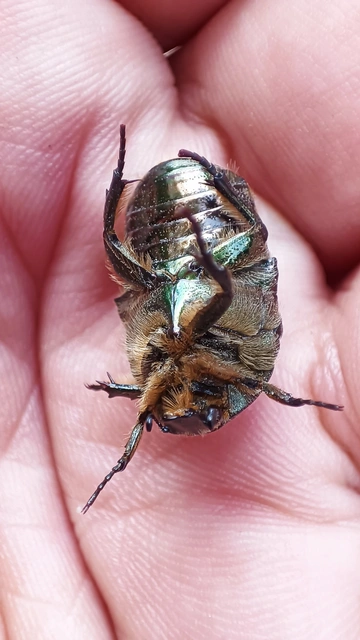 Cetonia aurata - aranyos virágbogár