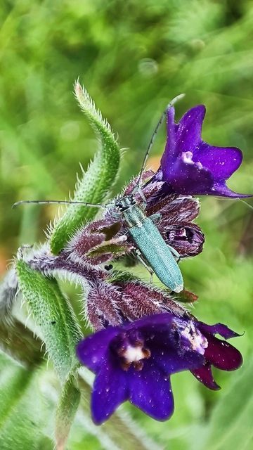 Phytoecia coerulescens - kígyósziszcincér