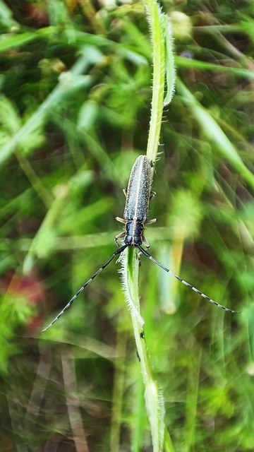 Agapanthia cardui - sávos bogáncscincér
