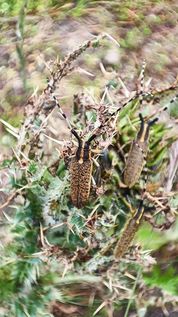Agapanthia dahli - sárgagyűrűs bogáncscincér