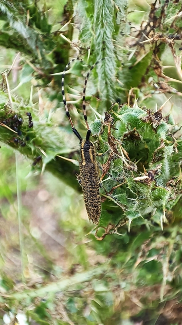 Agapanthia dahli - sárgagyűrűs bogáncscincér
