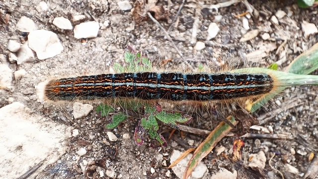 Malacosoma castrensis - kutyatejszövő
