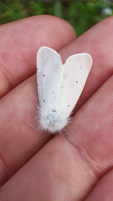 Diaphora mendica - felemás medvelepke