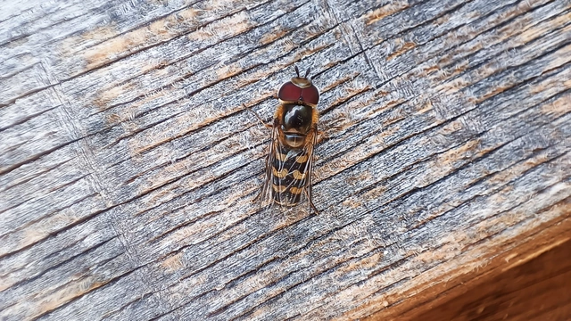 Diptera - Kétszárnyúak