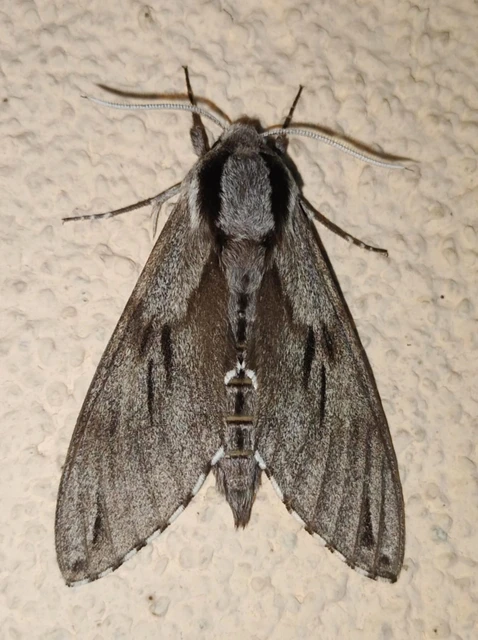 Hyloicus pinastri - fenyőszender