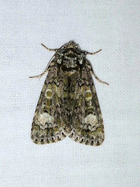 Craniophora ligustri - fagyalbagoly