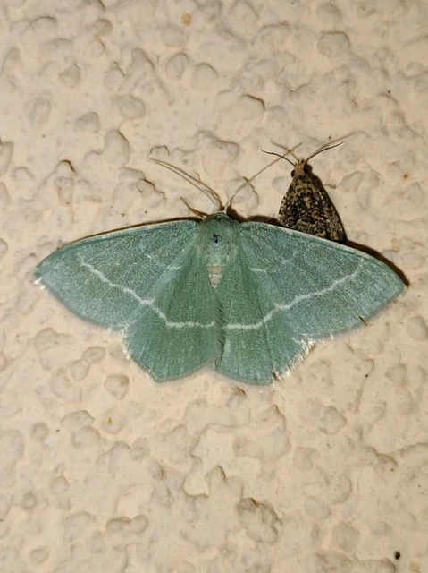 Chlorissa viridata - üdezöld araszoló