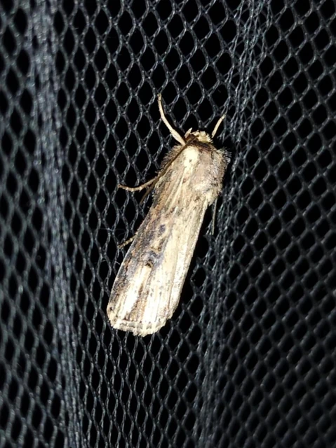 Axylia putris - vonalkás földibagoly