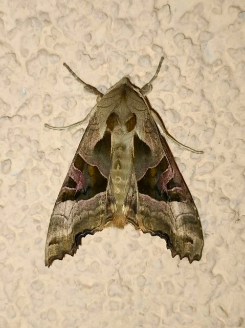 Phlogophora meticulosa - vándorló csipkésbagoly
