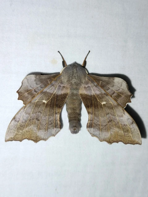 Laothoe populi - nyárfaszender
