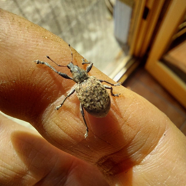 Liophloeus tessulatus - kockás barabolyormányos