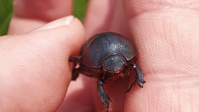 Pentodon idiota - butabogár