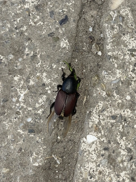 Sphenophorus piceus - sziki zsuzsok