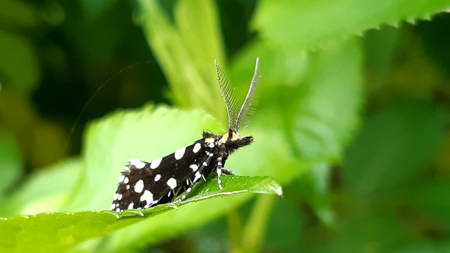 Euplocamus anthracinalis - fésűscsápú korhadékmoly
