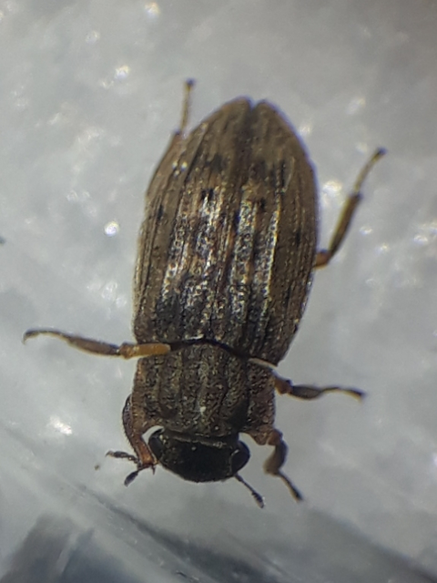 Helophorus nubilus - réti vésettcsibor