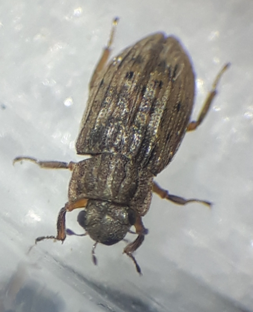 Helophorus nubilus - réti vésettcsibor Helophorus nubilus - réti vésettcsibor