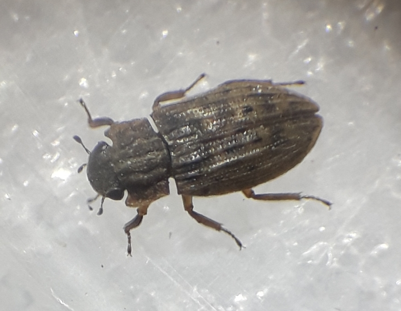 Helophorus nubilus - réti vésettcsibor