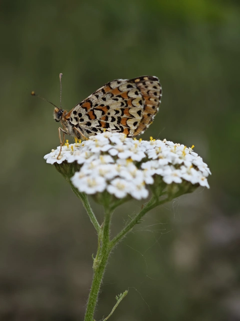 Melitaea trivia - kis tarkalepke