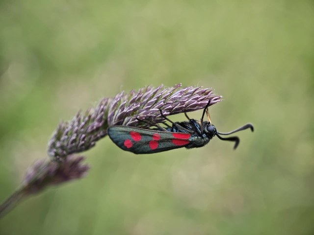 Zygaena filipendulae - acélszínű csüngőlepke
