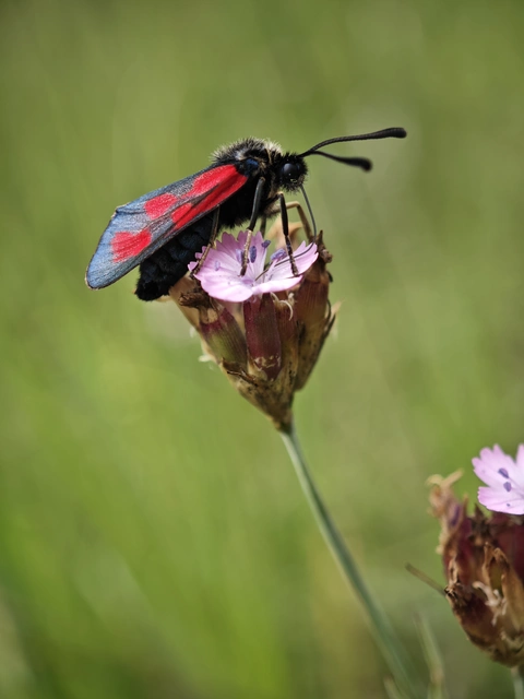 Zygaena loti - közönséges csüngőlepke