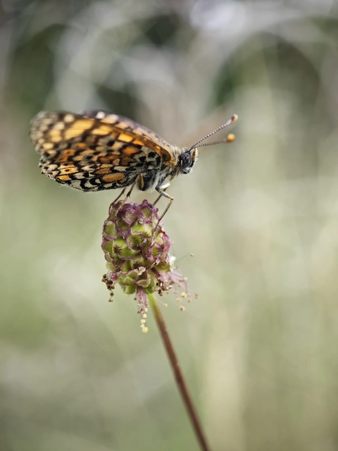 Melitaea cinxia - réti tarkalepke