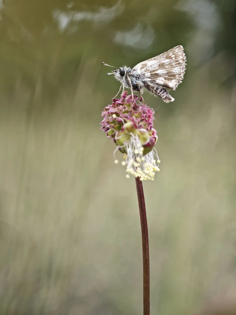 Spialia orbifer - törpe busalepke