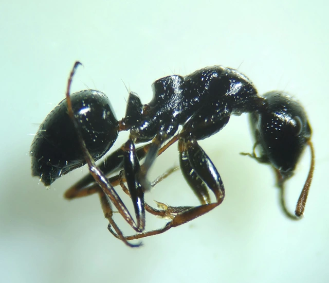 Camponotus piceus - szurkos lóhangya