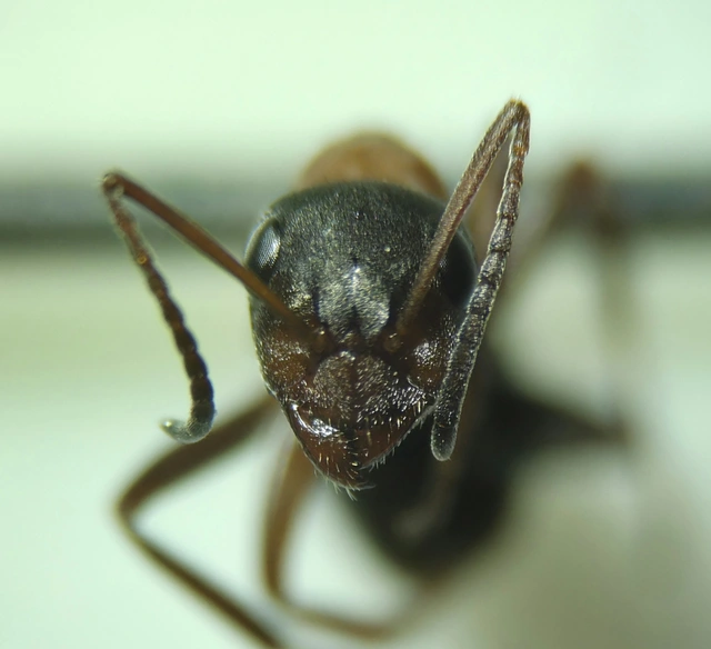 Formica rufibarbis - vörös rabszolgahangya