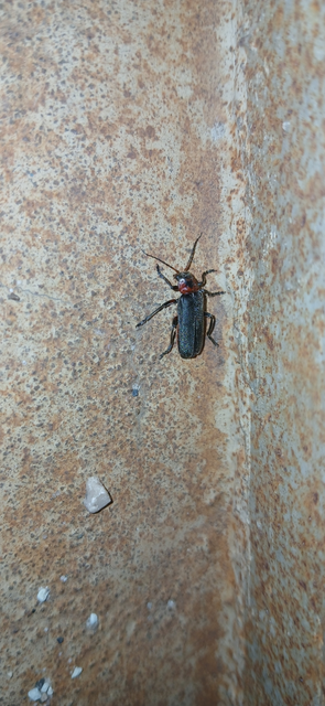 Cantharis rustica - suszterbogár