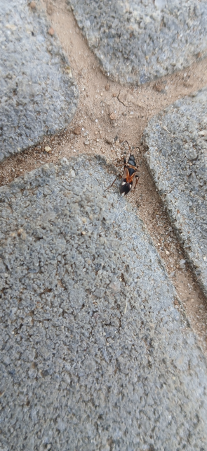 Raglius alboacuminatus - tarka díszesbodobács