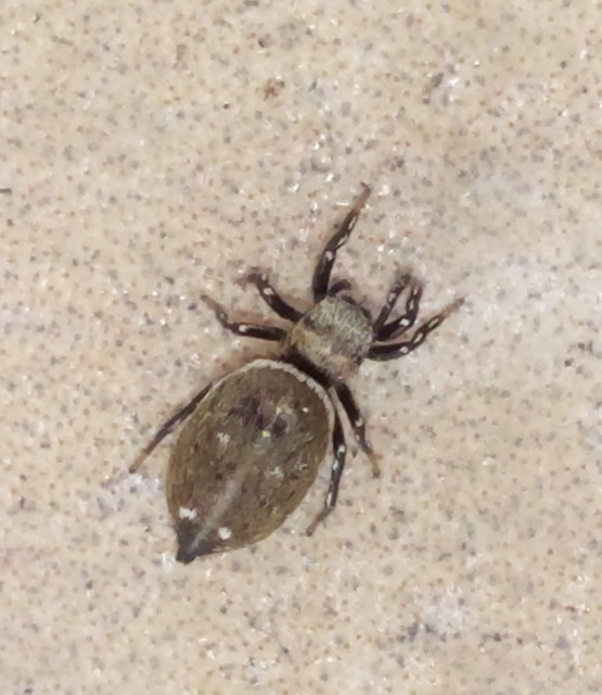Heliophanus