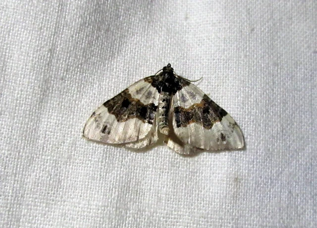 Cosmorhoe ocellata - szemes galajaraszoló