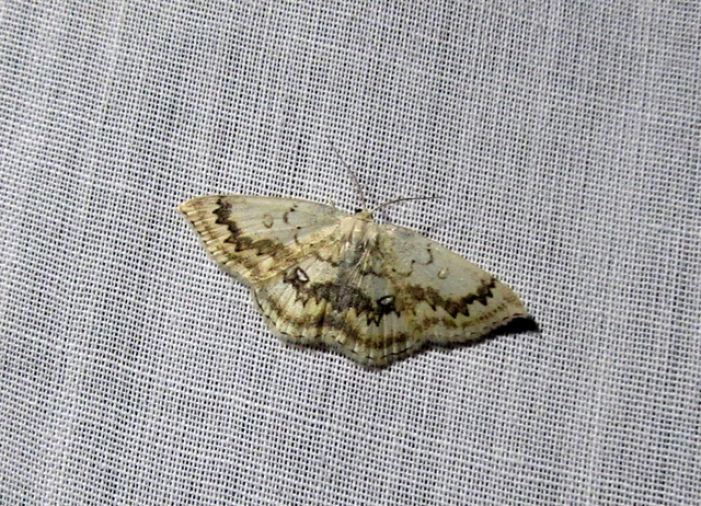 Cyclophora annularia - gyűrűs pettyesaraszoló