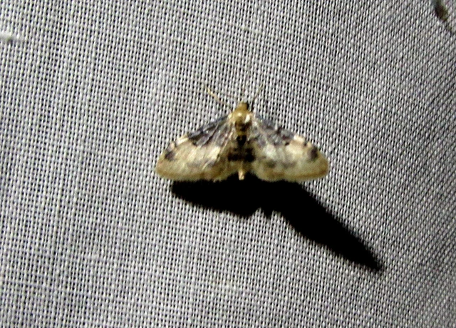 Idaea filicata - sötéttövű apróaraszoló