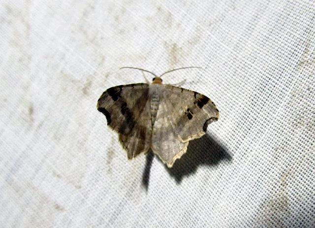 Macaria alternata - közönséges szürkearaszoló