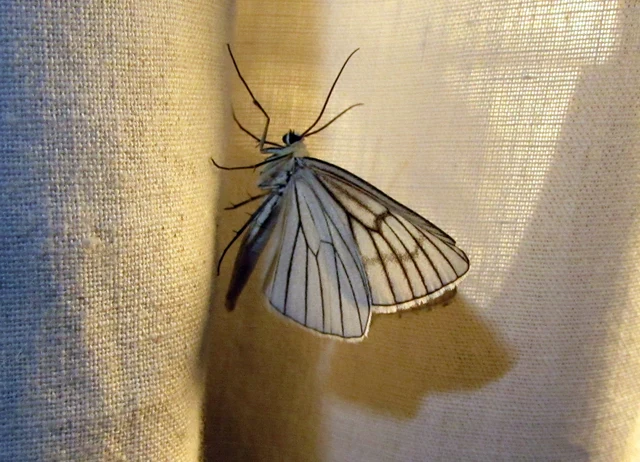 Siona lineata - vonalas fehéraraszoló