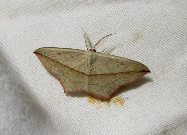 Timandra comae - piroscsíkos csipkésaraszoló