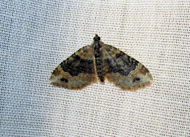 Xanthorhoe ferrugata - kerti tarkaaraszoló