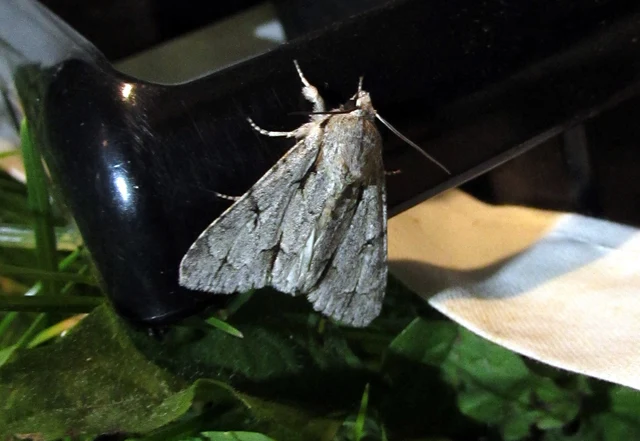 Acronicta cuspis/tridens/psi