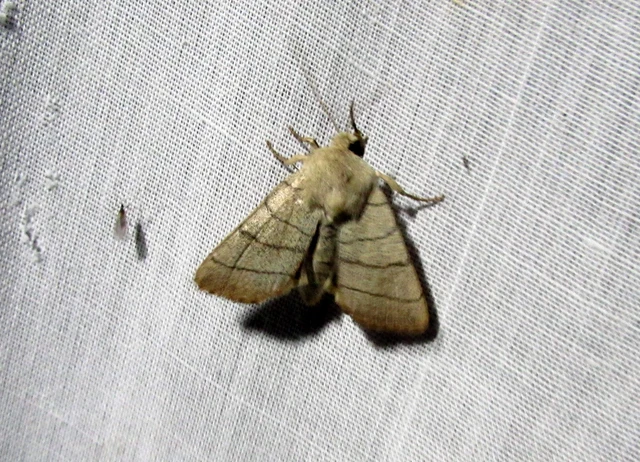 Charanyca trigrammica - háromsávos lombbagoly
