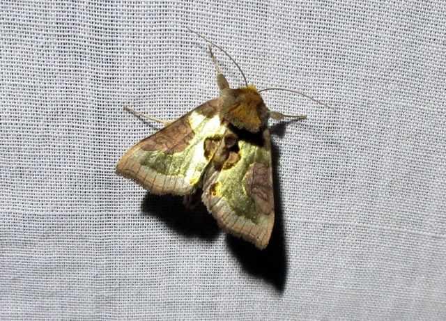 Diachrysia chrysitis - aranybagoly