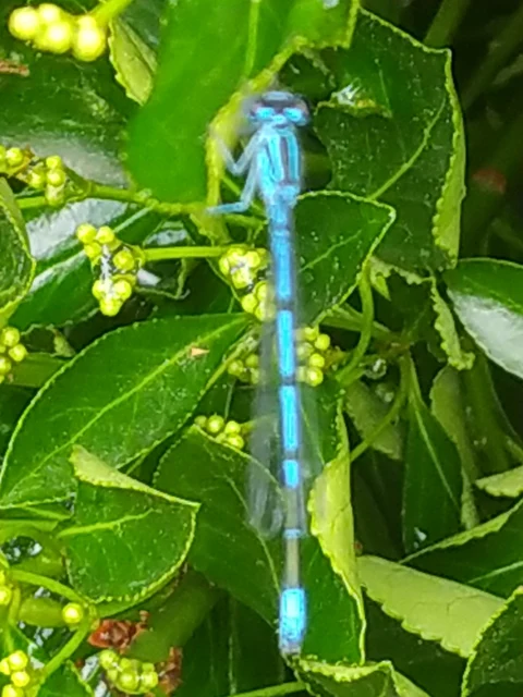 Coenagrion puella - azúrkék légivadász