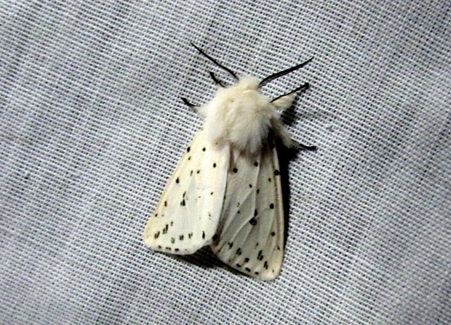 Spilosoma lubricipedum - tejszínű medvelepke