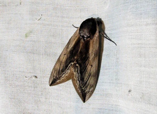 Sphinx ligustri - fagyalszender