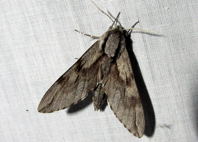 Hyloicus pinastri - fenyőszender