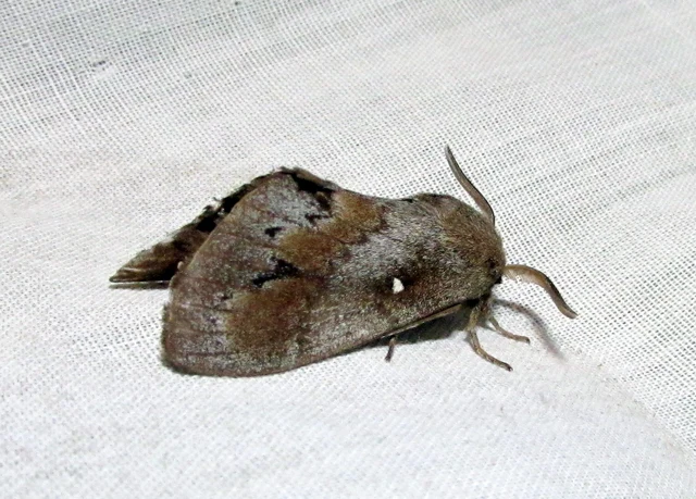 Dendrolimus pini - fenyőpohók