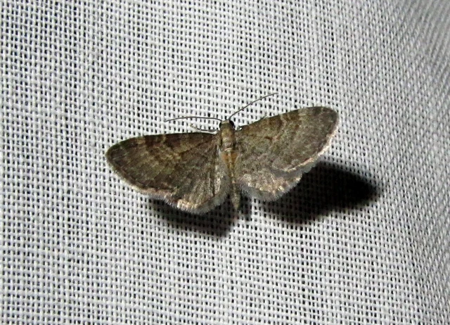 Eupithecia haworthiata - rozsdástestű törpearaszoló