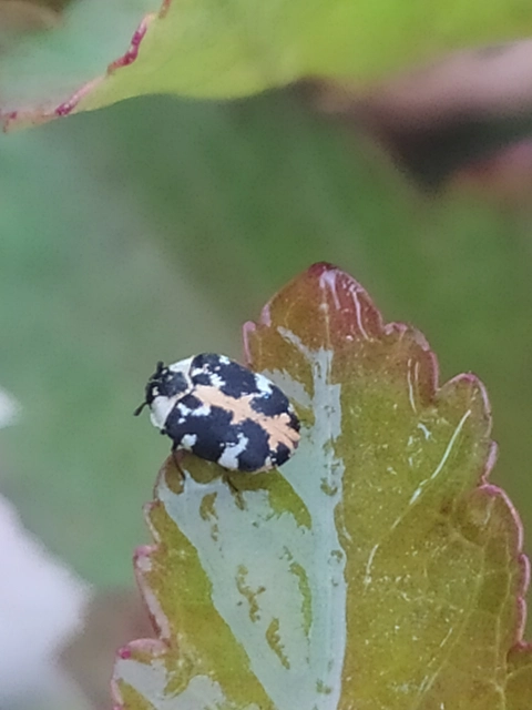 Anthrenus scrophulariae - nagy múzeumbogár