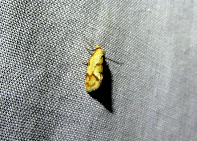 Agapeta hamana - közönséges sárgamoly