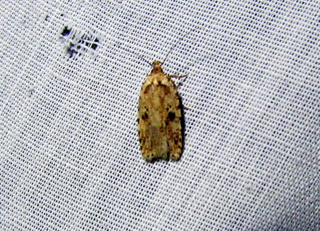 Agonopterix arenella - ördögszem-laposmoly